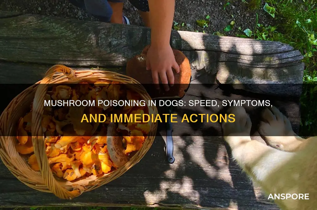 how fast is mushroom poisoning in dogs