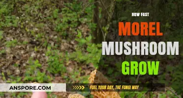 How Fast Do Morel Mushrooms Grow: A Comprehensive Growth Guide