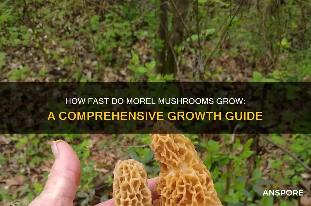 how fast morel mushrooms grow