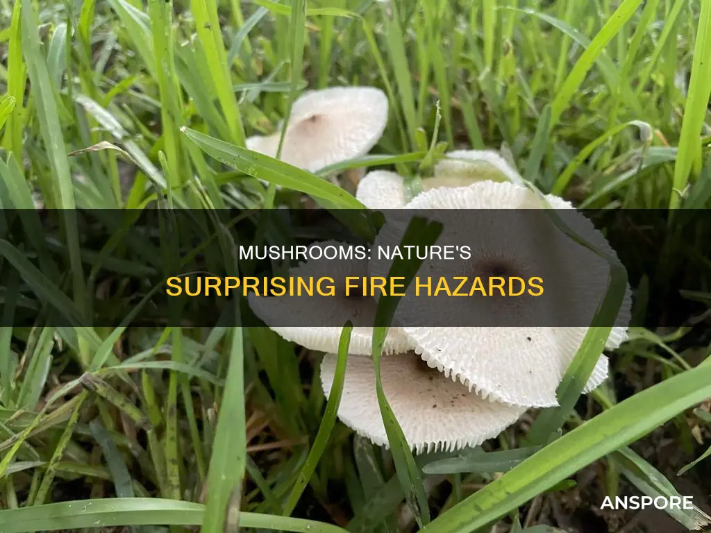 how flammable are mushrooms