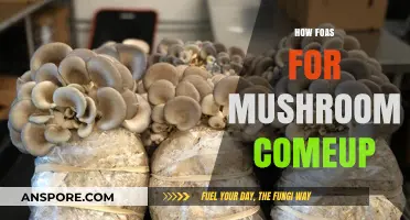 Mushroom Trip: Fast-Acting Methods for a Quick Comeup