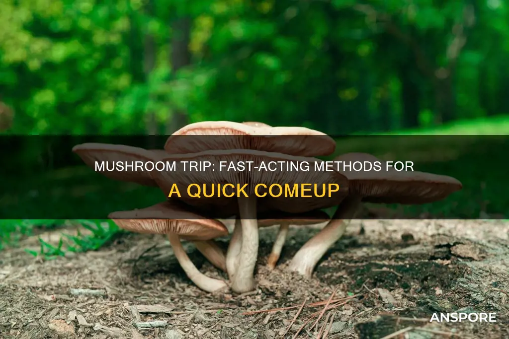 how foas for mushroom comeup