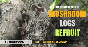 Oyster Mushroom Logs: How Often Do They Refruit?