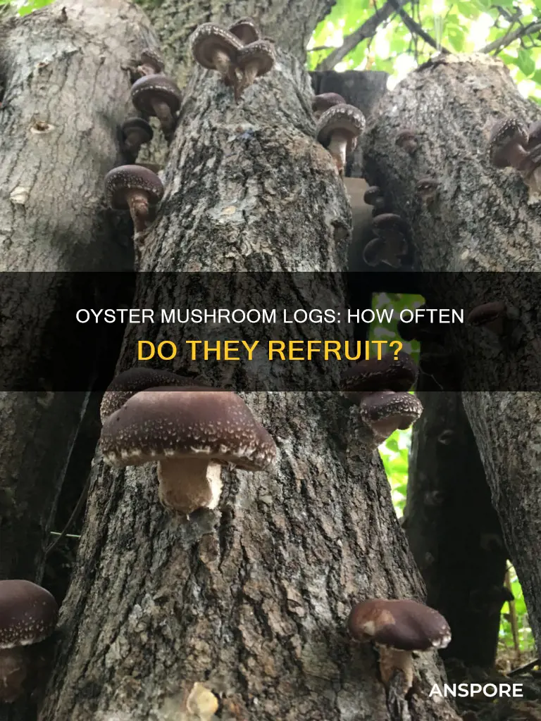 how frequently do oyster mushroom logs refruit