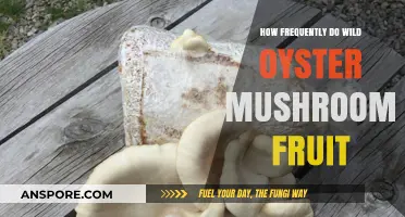 When Do Wild Oyster Mushrooms Fruit?