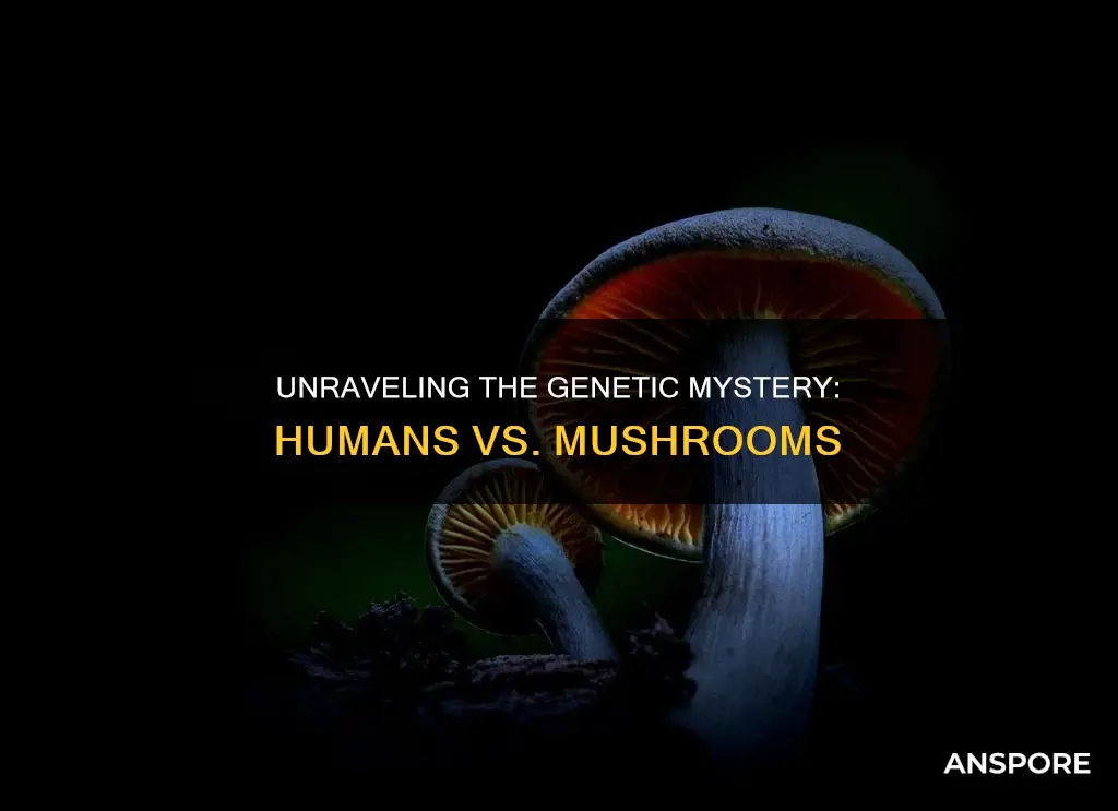 how genetically similar are humans to mushrooms