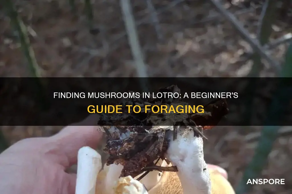 how go find mushrooms in lotro