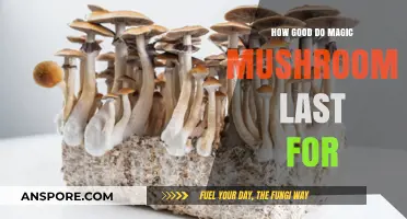 How Long Do Magic Mushrooms Last? A Comprehensive Guide