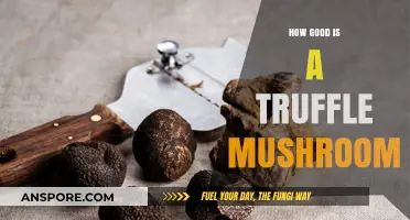 Truffle Mushrooms: A Culinary Treasure Worth the Hype?
