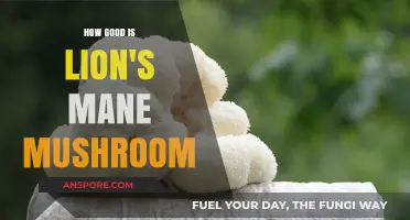 Lion's Mane Mushroom: Unlocking Cognitive Benefits and Health Potential