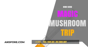 Exploring the Blissful Journey of a Perfect Magic Mushroom Trip