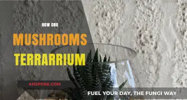 Grow Mushrooms in a Terrarium: Easy Steps to Success