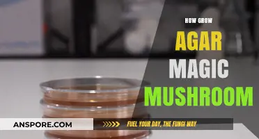 Mastering Agar Cultivation: A Guide to Growing Magic Mushrooms