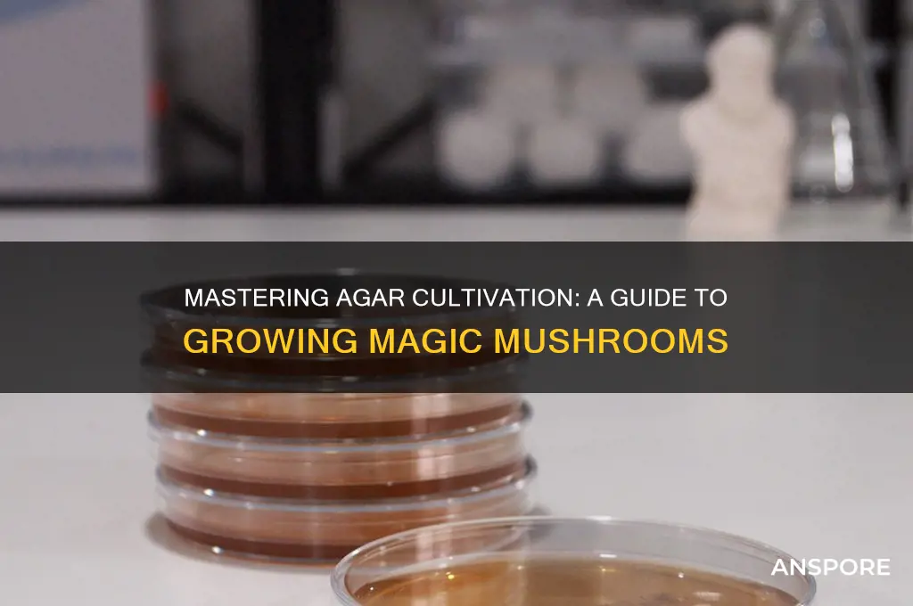 how grow agar magic mushroom