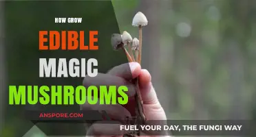 Cultivating Edible Magic Mushrooms: A Beginner's Guide to Growing Psilocybin