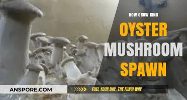 Mastering King Oyster Mushroom Spawn Growth: A Step-by-Step Guide