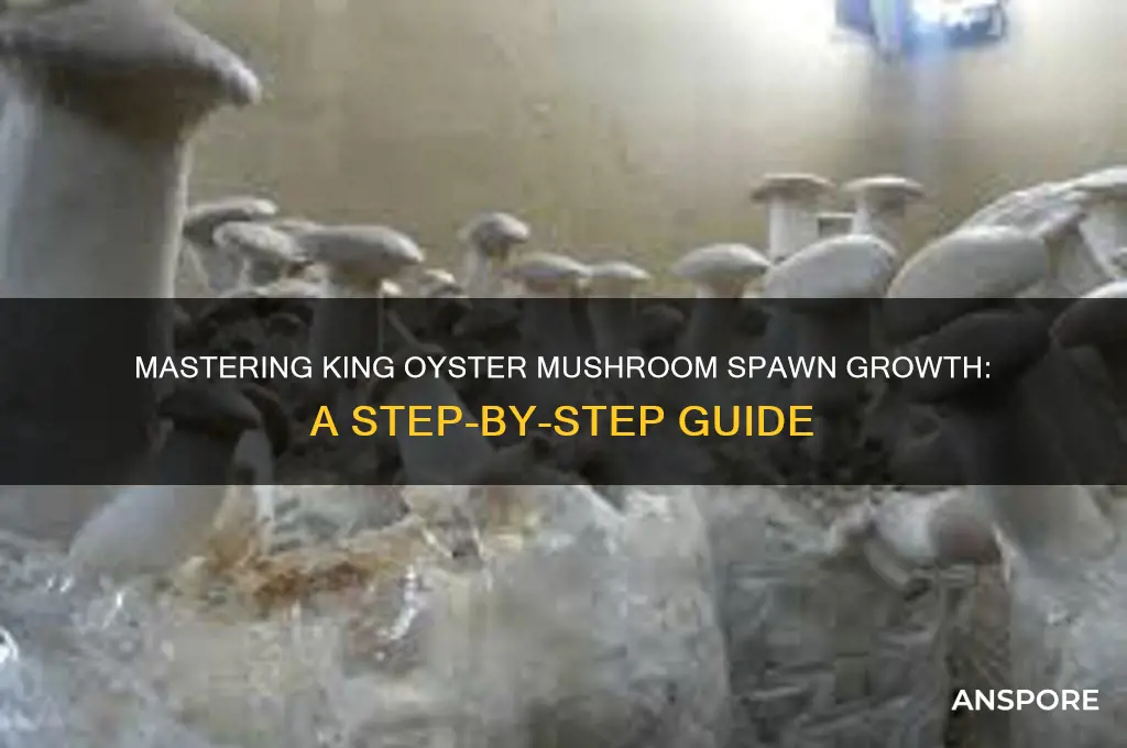 how grow king oyster mushroom spawn