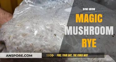 Mastering Rye Grain Cultivation for Growing Magic Mushrooms at Home