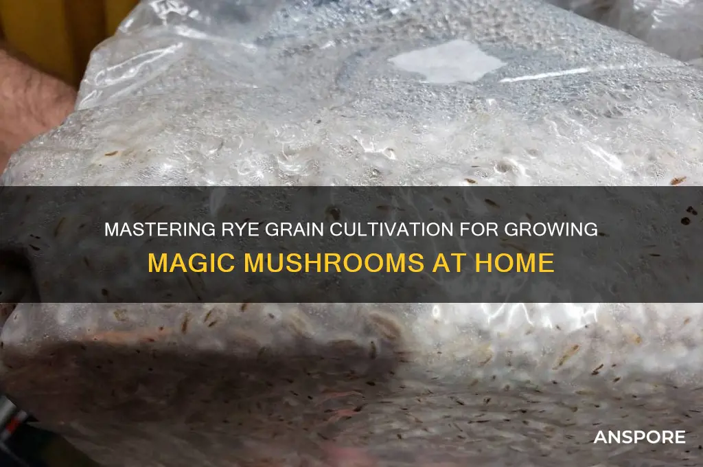 how grow magic mushrooms rye