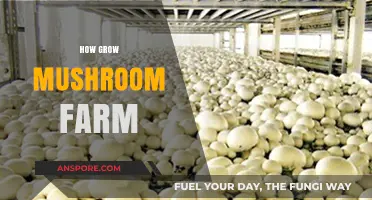 Mastering Mushroom Farming: A Step-by-Step Guide to Growing Your Own