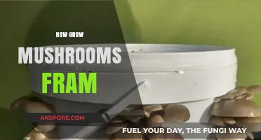 Mastering Mushroom Cultivation: A Beginner’s Guide to Growing Mushrooms at Home