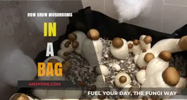 Easy Mushroom Growing: Master Bag Cultivation in Simple Steps