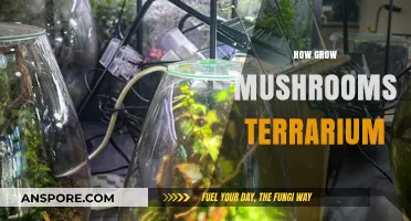 Creating a Thriving Mushroom Terrarium: A Step-by-Step Guide