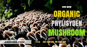 Mastering Organic Phylisyden Mushroom Cultivation: Tips for a Bountiful Harvest