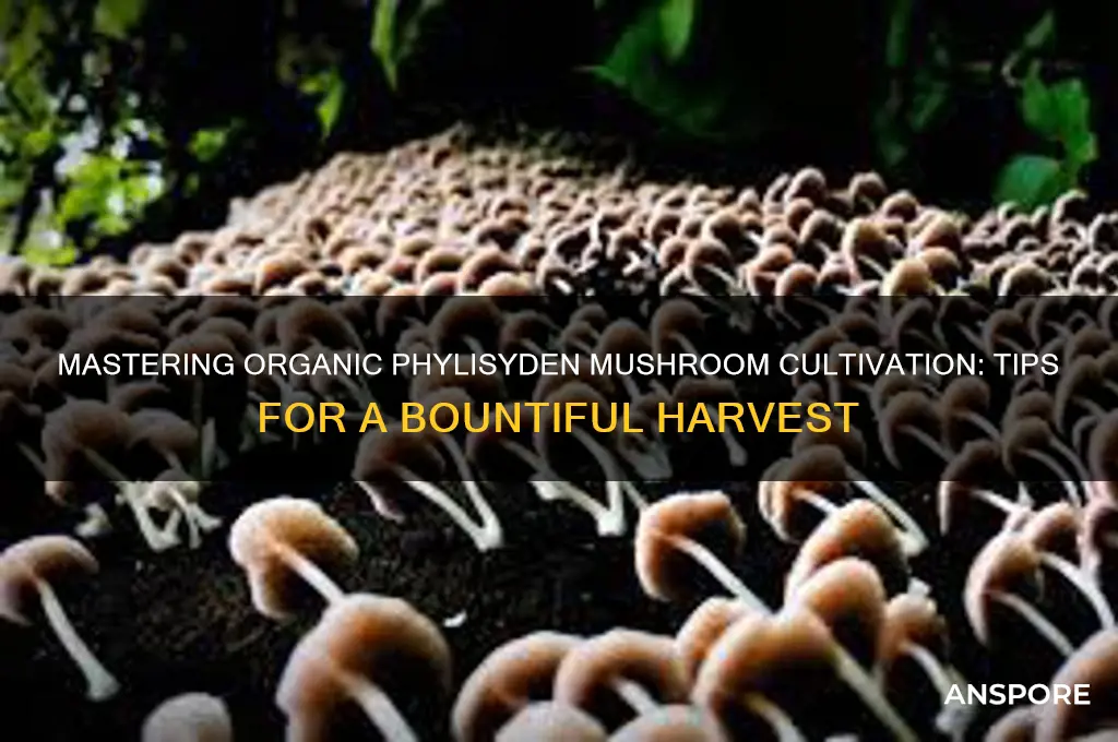 how grow organic phylisyden mushrooms