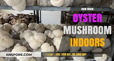 Easy Indoor Oyster Mushroom Cultivation: A Beginner's Step-by-Step Guide