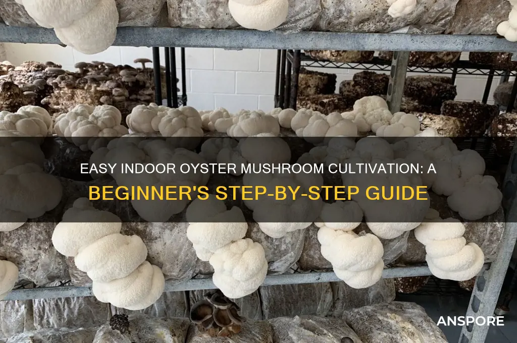 how grow oyster mushrooms indoors