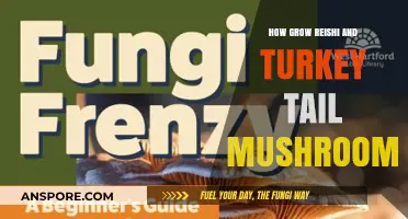 Cultivating Reishi & Turkey Tail Mushrooms: A Comprehensive Growing Guide