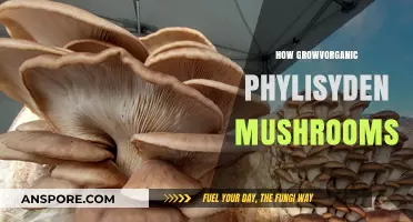 Organic Mushroom Farming: A Guide to Phycisyden Cultivation