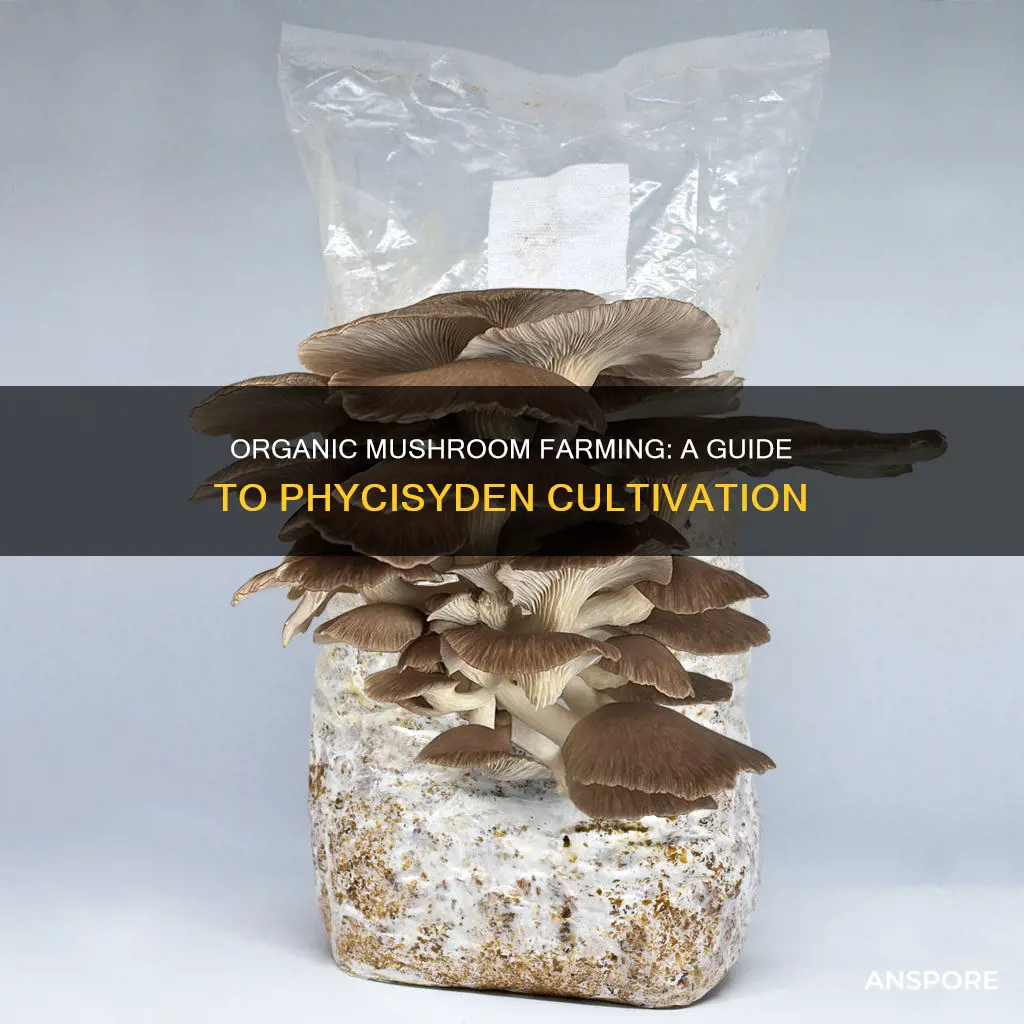 how growvorganic phylisyden mushrooms
