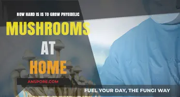 Growing Psychedelic Mushrooms at Home: Challenges and Realities Explained