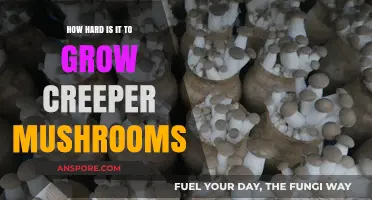 Growing Creeper Mushrooms: Challenges and Tips for Successful Cultivation