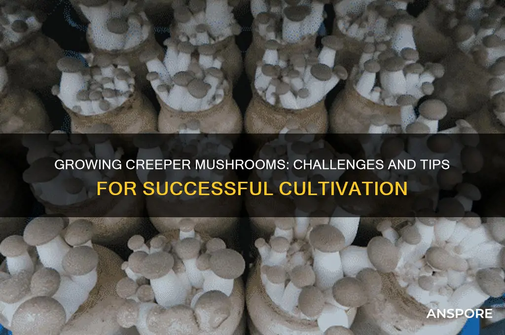 how hard is it to grow creeper mushrooms