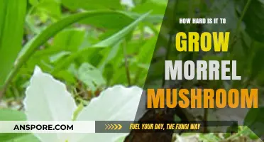 Mastering Morels: Unveiling the Challenges of Growing Elusive Mushrooms