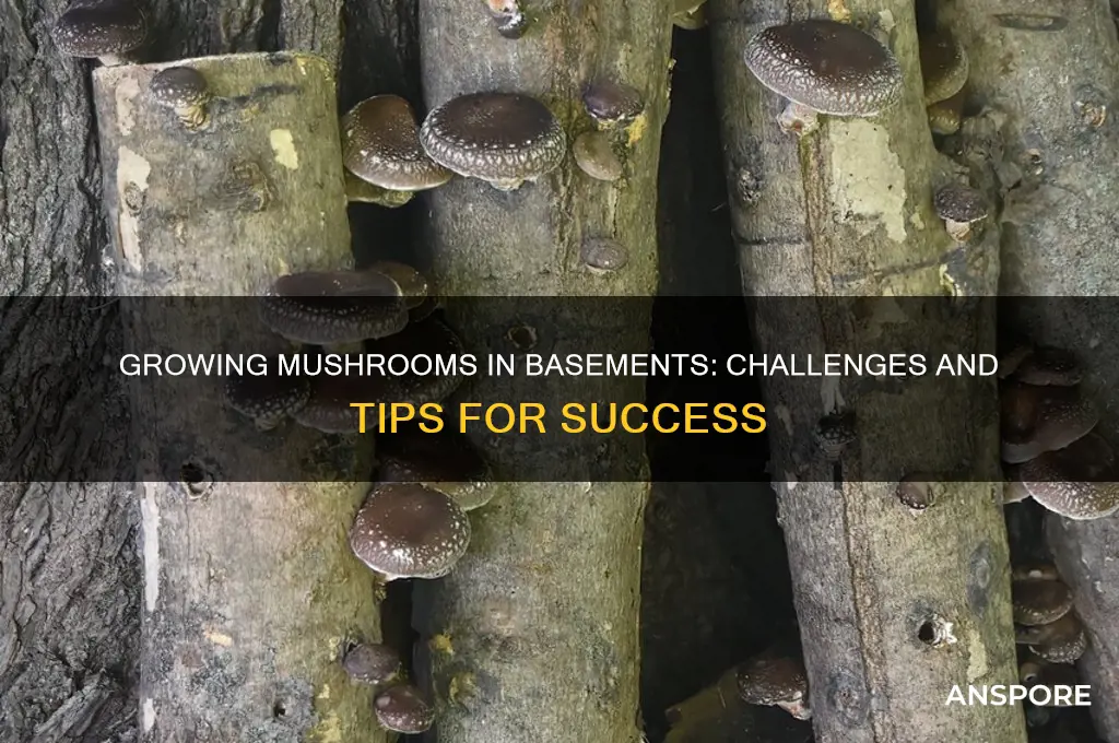 how hard is it to grow mushrooms in basements