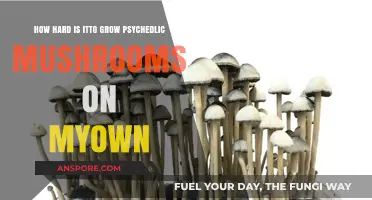 Growing Psychedelic Mushrooms at Home: Challenges and Realities Explained
