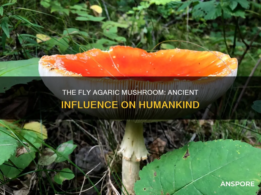 how has the fly agaric mushroom shaped mankind