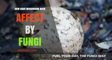 Mushrooms and Fungi: A Complex Relationship