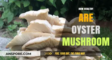 Oyster Mushrooms: Superfood with Surprising Health Benefits