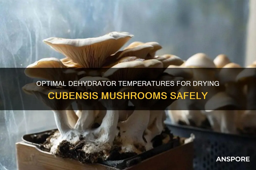 how hot can cubensis mushrooms be dried in dehydrator