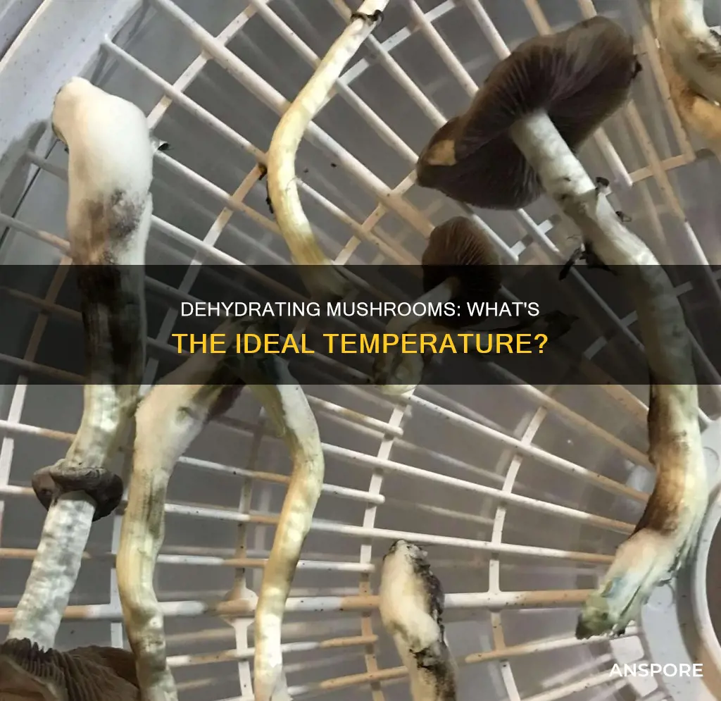 how hot is too hot dehydrator mushrooms