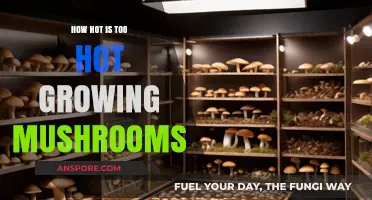 Optimal Mushroom Growing Temperatures: Avoiding Heat Stress for Healthy Harvests