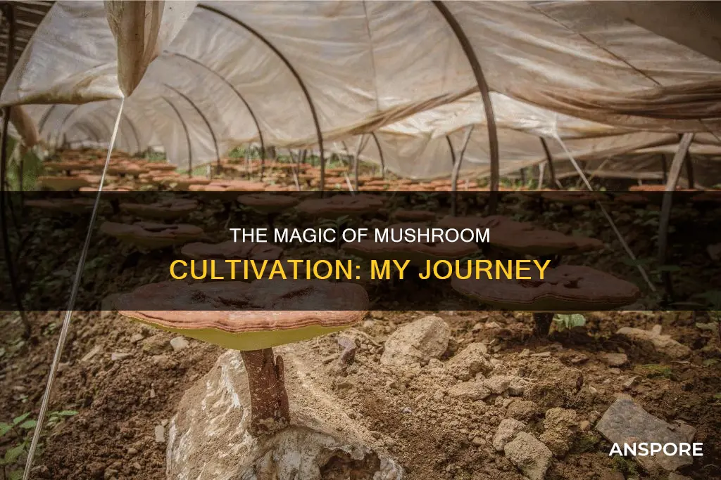 how i built this mushroom