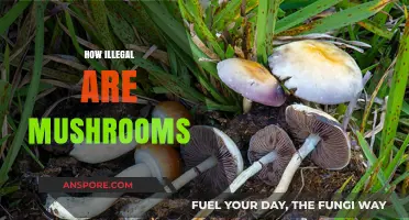Mushrooms: Exploring Their Legal Status and Complexities
