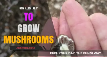 Is Growing Mushrooms Illegal? Understanding the Legal Risks and Consequences