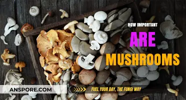 Mushrooms: Essential for a Healthy, Balanced Diet and Ecosystem